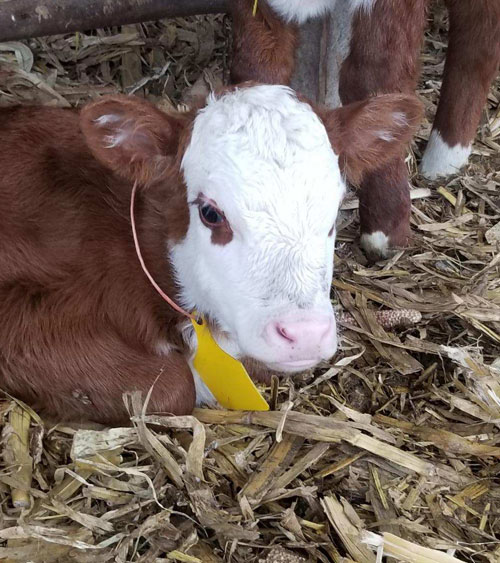 Keosauqua Sales Co. Inc